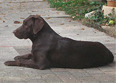 pet therapy labrador mery
